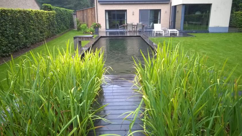 Zwemvijver, technieken, zwembad, watergrassen,